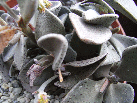 Lenophyllum guttatum