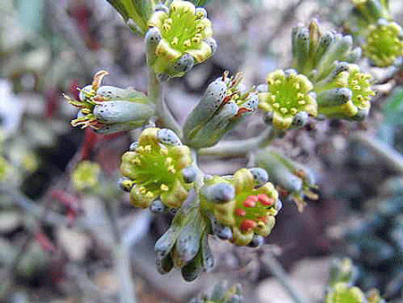 Lenophyllum in Blüte