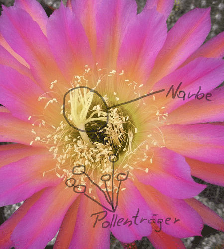 Pollen-und-Narbe