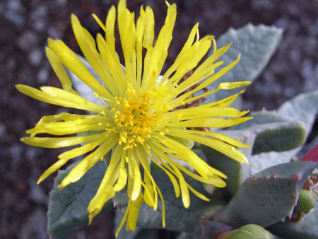 Die Blüte von Carruanthus peersii