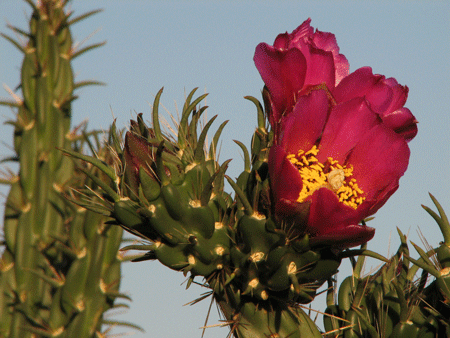 Cylindropuntia imbricata in Blüte
