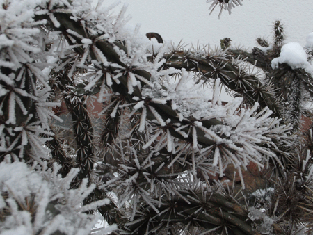Cylindropuntia imbricata im Winter