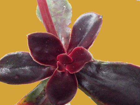 Echeveria fimbriata "Fasciculata"