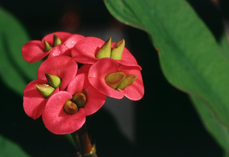 Euphorbia millii Form