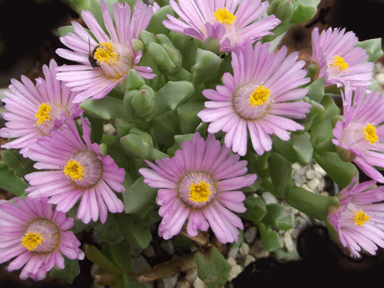 Oscularia deltoides in Blüte