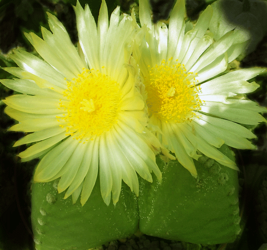 Astrophytum myriostigma fa. quadricostata nuda in Blüte