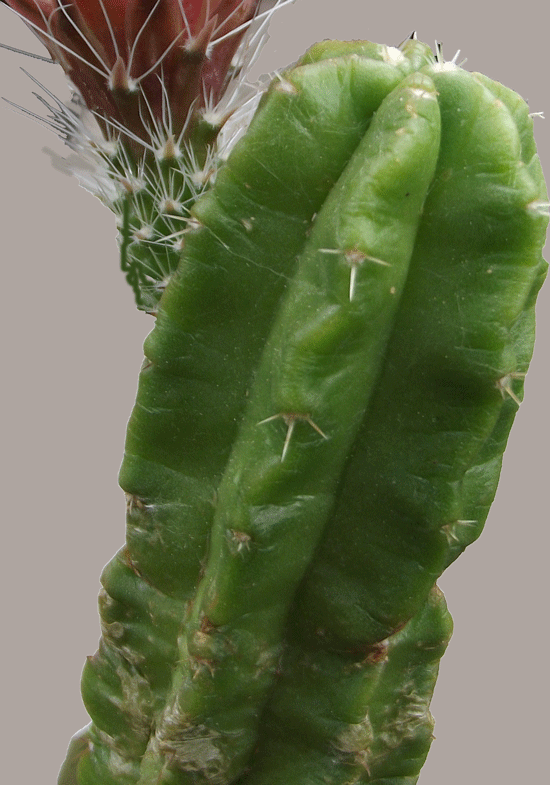 Echinocereus viereckii ssp. morricalii kurz bedornt