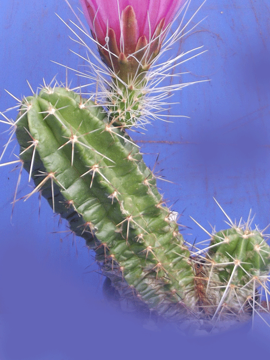 Echinocereus viereckii ssp. morricalii mit längeren Dornen
