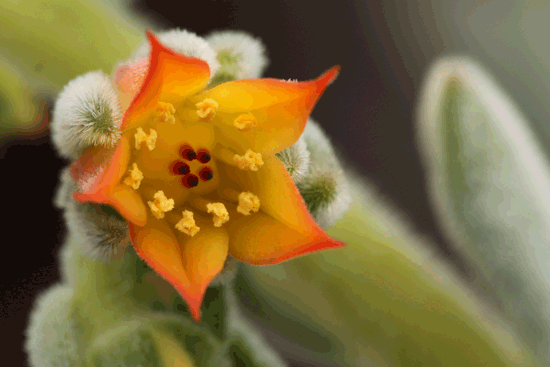 Blüte der Echeveria pulvinata "Frosty"