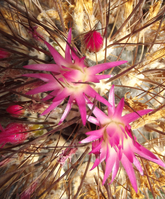Eriosyce villosa syn. Neoporteria atrispinosa