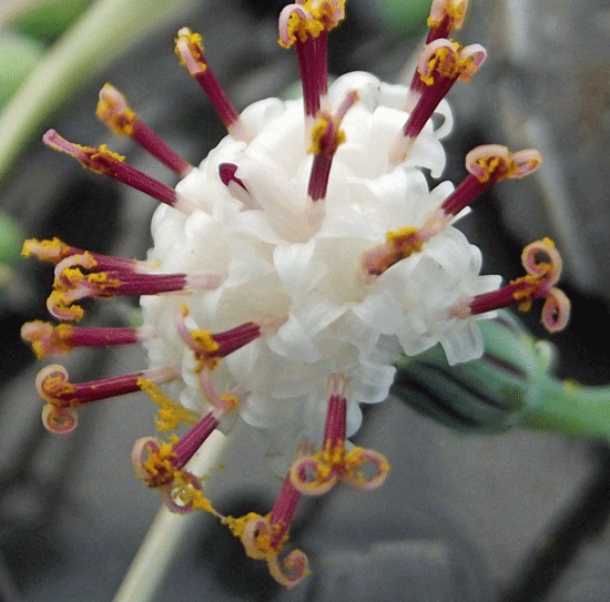 Blüte von Senecio rowleyanus