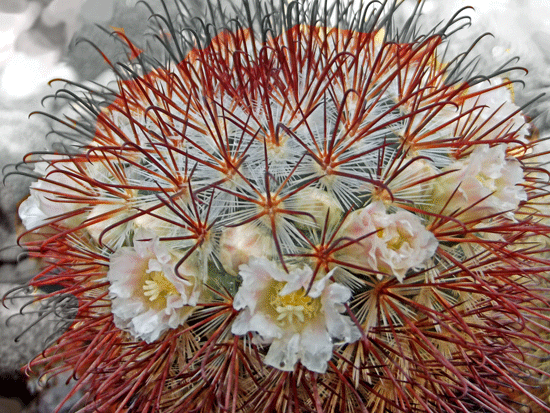 ©Kaktusmichel--Mammillaria moelleriana