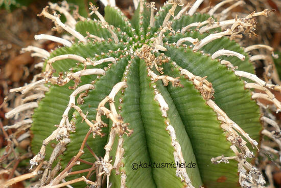 Altpflanze von Euphorbia valida©Kaktusmichel.de