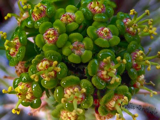 Der Blütenstand von Euphorbia fimbriata