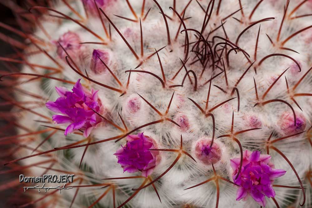 Mammillaria bombycina©DornenProjekt.de