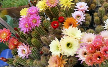 Warum blüht mein kaktus nicht. Wann haben Sie das letzte mal gedüngt?