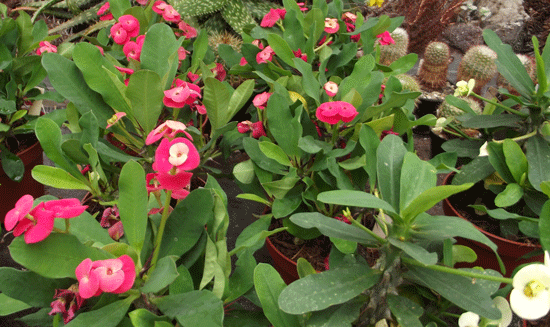 Euphorbia milii Hybryde