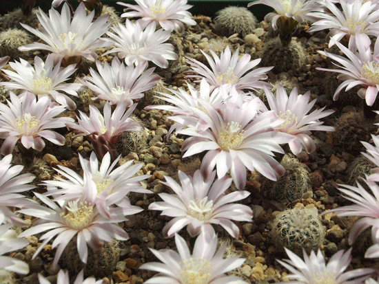Gymnocalycium bruchii