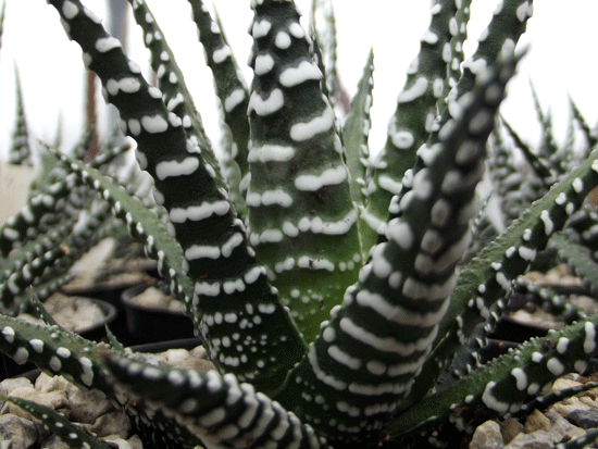 Haworthia fasciata "Big Band"
