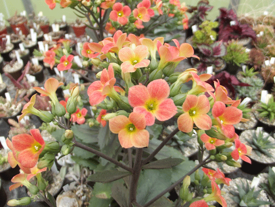 Kalanchoe blossfeldiana "Dorothy"