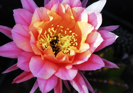 Echinopsis Hybride Morgenzauber