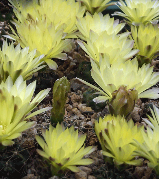 Gymnocalycium andreae in Blüte