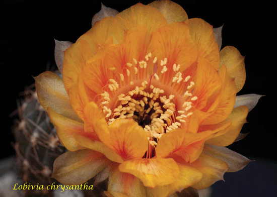 Jeden Monat ein Blütenbild