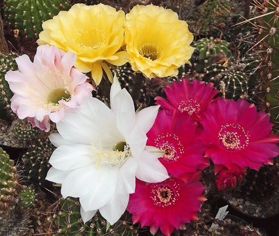 Echinopsis Hybride