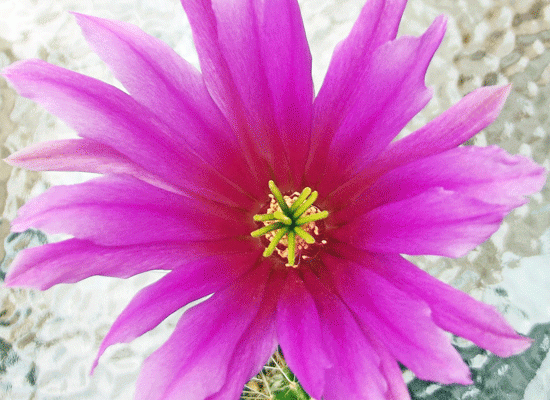 Echinocereus viereckii ssp. morricalii - KAKTUSNEWS und andere Hobbys