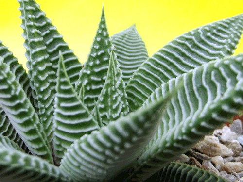 Haworthia limifolia v. striata