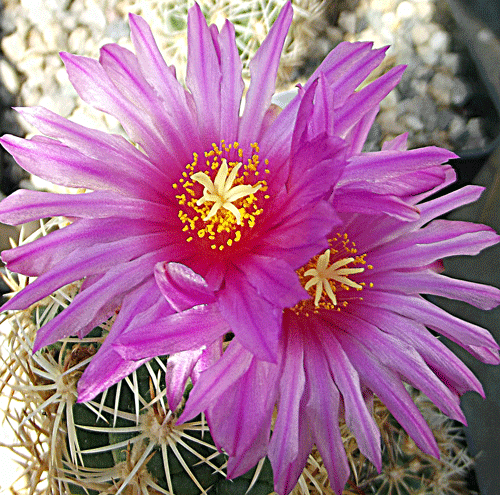 Thelocactus sanchez-mejoradae