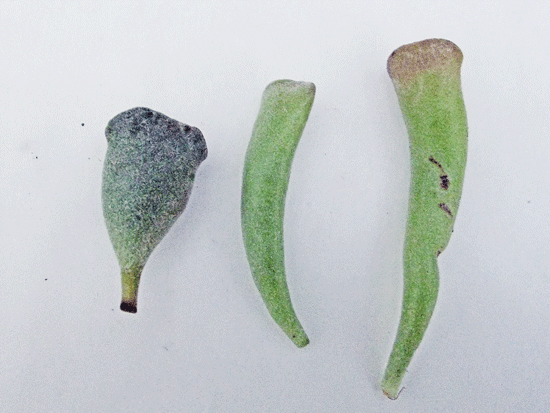 Links A. cristatus v. cristatus, mitte A. cristatus v. clavifolia, rechts A.cristatus syn. poelnitzianus, bei dem letzt genannten sind die Blätter zwar etwas größer dies ist aber kein Unterscheidungsmerkmal