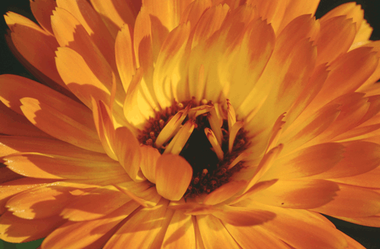 Calendula officinalis (Ringelblume)