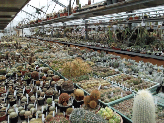 ©Kaktusmichel Blick in die Gärtnerei