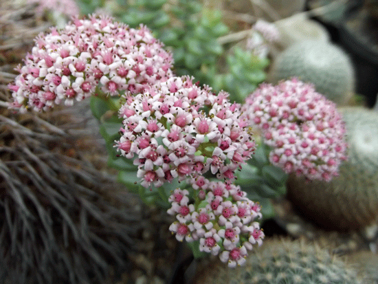 ©Crassula perforata Hybride