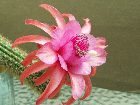 Hildewintera Hybride "Andenken an Friedrich Ritter" ©Kaktusmichel