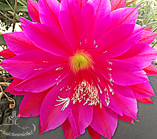 Rote Königin @KAKTUSMICHEL