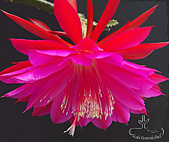 Rote Königin ©KAKTUSMICHEL