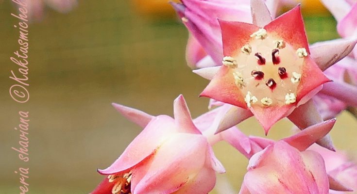 Echeveria shaviana ©Kaktusmichel