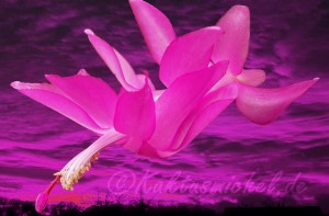 Weihnachtskaktus_edited_1