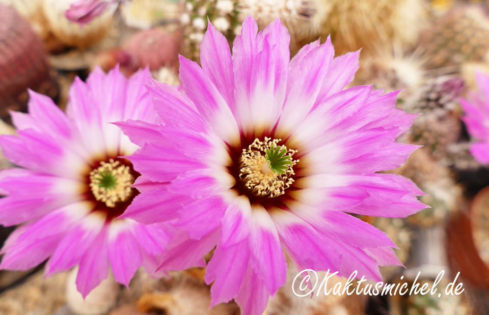Echinocereus spec. ©Kaktusmichel.de