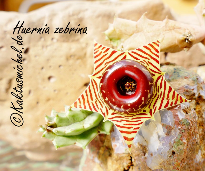 Huernia zebrina_edited