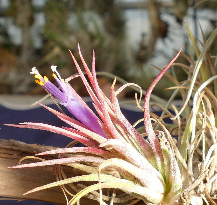 Tillandsia in Blüte ©Kaktusmichel.de