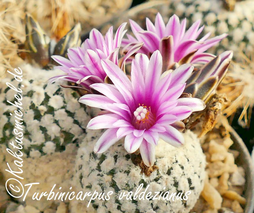 Turbinicarpus valdezianus_edited