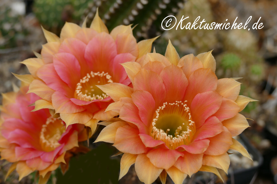 Echinopsis Hybride©KAKTUSMICHEL.DE