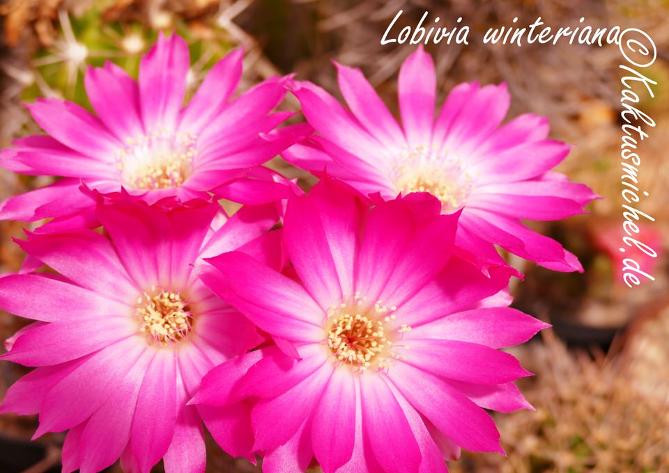Lobivia winteriana©KAKTUSMICHEL.De