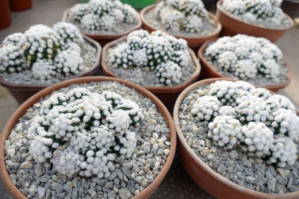 Mammillaria grasilis - cv. Oruga Blanca — Cactus-shop