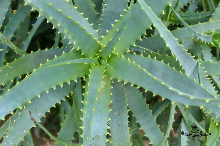 Aloe arborescens in Rosetten angeordnete Blätter