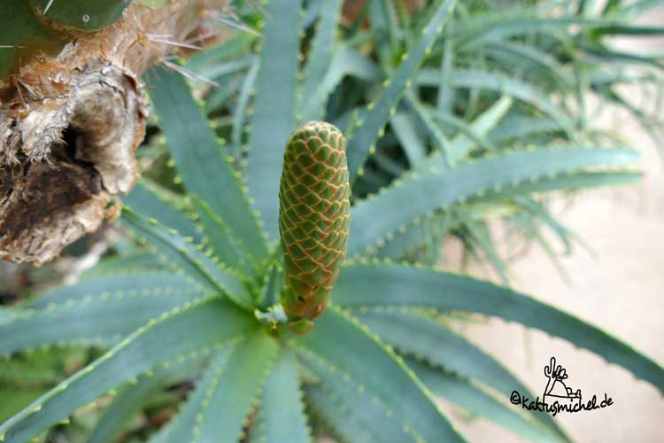 aloe vera nobe Aloe Vera Drink Mixed Berries No added sugar – Arabian Organics