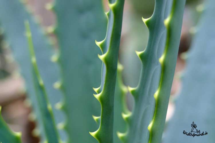 Die Zähnchen an Aloe arborescens